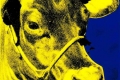 Andy Warhol - Cow yellow blue