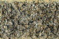 Jackson Pollock - Number 31